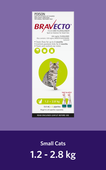 Flea treatment bravecto outlet cats